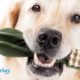 What You Need to Know About Pet Dental Health