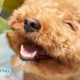 Teeth Brushing Routines for Pets