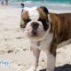 What You Need To Know About Sunburn In Pets
