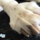 Nail Care For Pets & Helpful Tips