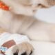 Common Paw Problems In Dogs and Cats