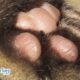 What Are Paws And Why Do Pets Have Them?
