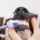 All About Grooming: Brushing Your Pet’s Teeth