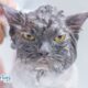 All About Grooming: Washing Your Pet’s Body