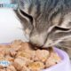 Foods You Should Avoid For Cats