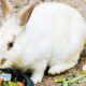 Foods You Should Avoid For Rabbits