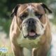 Dog Breeds: What Are Bulldogs?