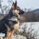Dog Breeds: What Are German Shepherds?