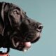 Dog Breeds: What Are Great Danes?